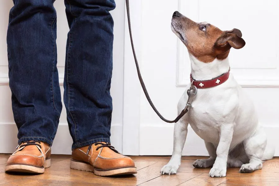 A small brown and white terrier wearing a leash sits patiently next to its owner's legs, looking towards the camera.