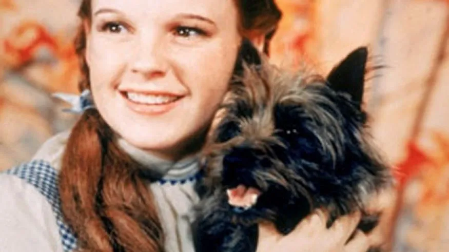 A small Cairn Terrier dog, Toto from "The Wizard of Oz," sits on Dorothy's lap, showcasing a beloved canine star from classic dog movies.