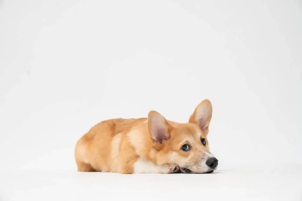 A small corgi dog resting on the floor, possibly recovering from a veterinary check-up related to flea treatment.