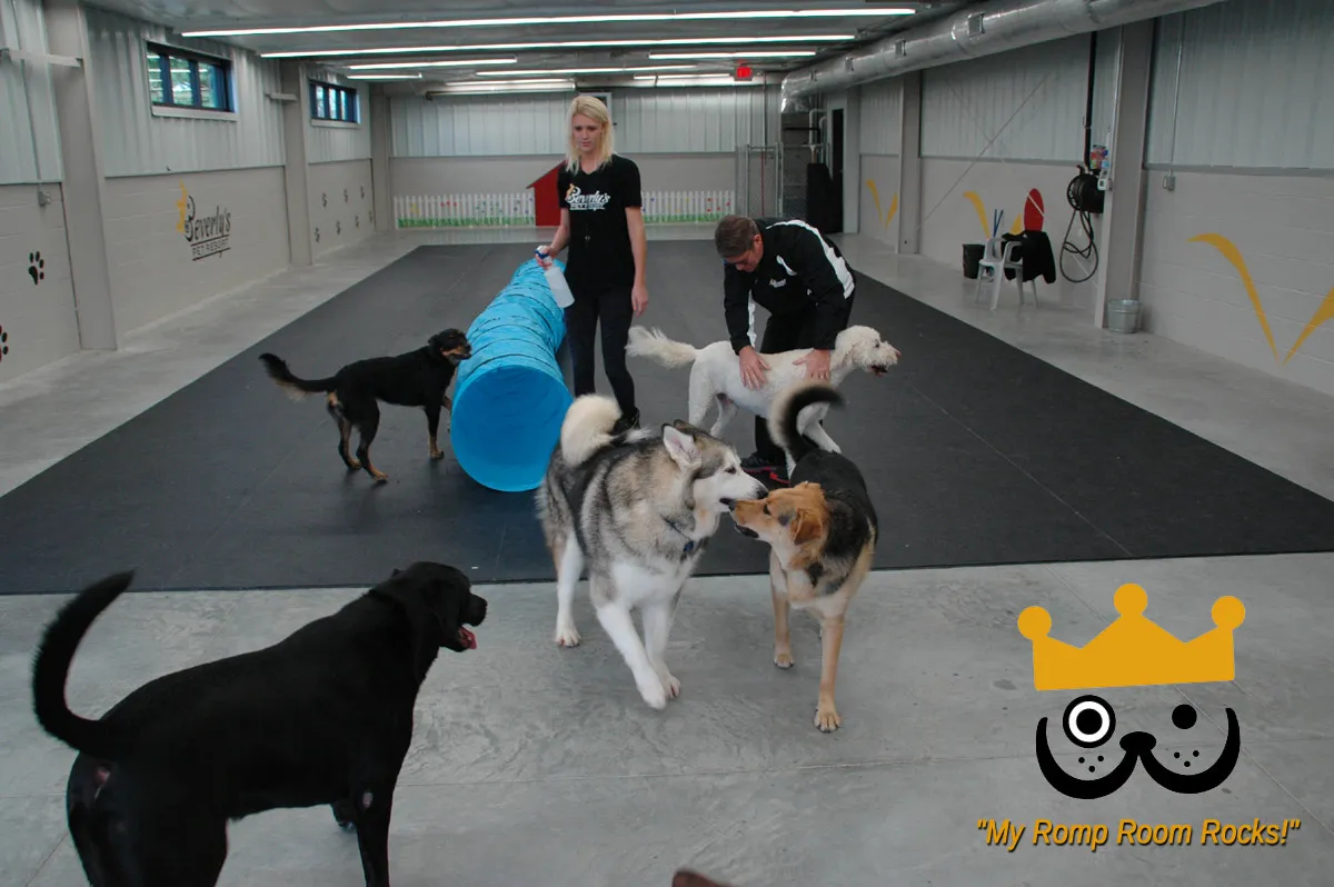 A small dog exploring an elevated platform inside the doggy daycare Romp Room