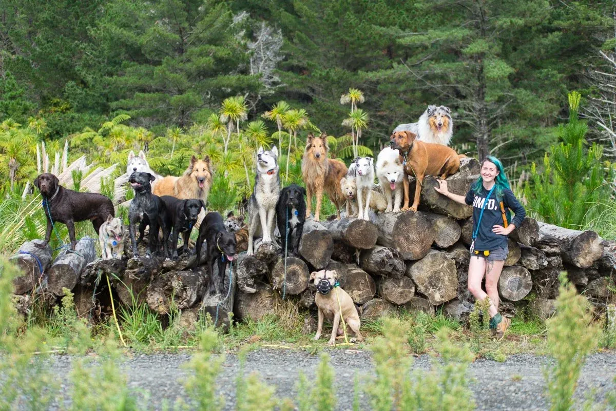 A small dog leaps playfully towards a professional dog walker on a scenic path, illustrating the active and joyful nature of adventure dog walks in Auckland.