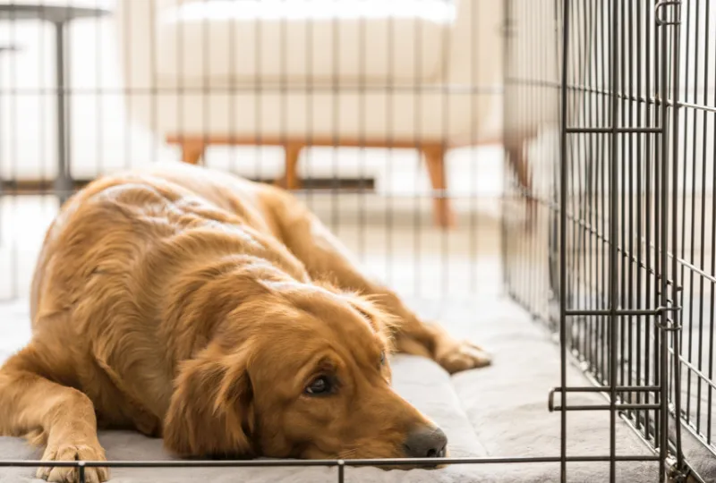 A small dog looking out from its secure and cozy kennel, demonstrating effective nighttime training