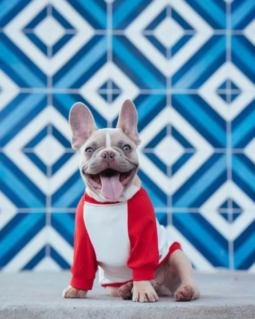 A small dog wearing a red and white sweater during a pet wellness visit, highlighting the importance of preventative flea care.