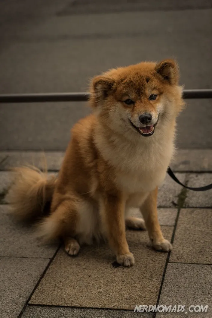 A small, fashionable dog being carried in a pet carrier in a bustling street of Japan.