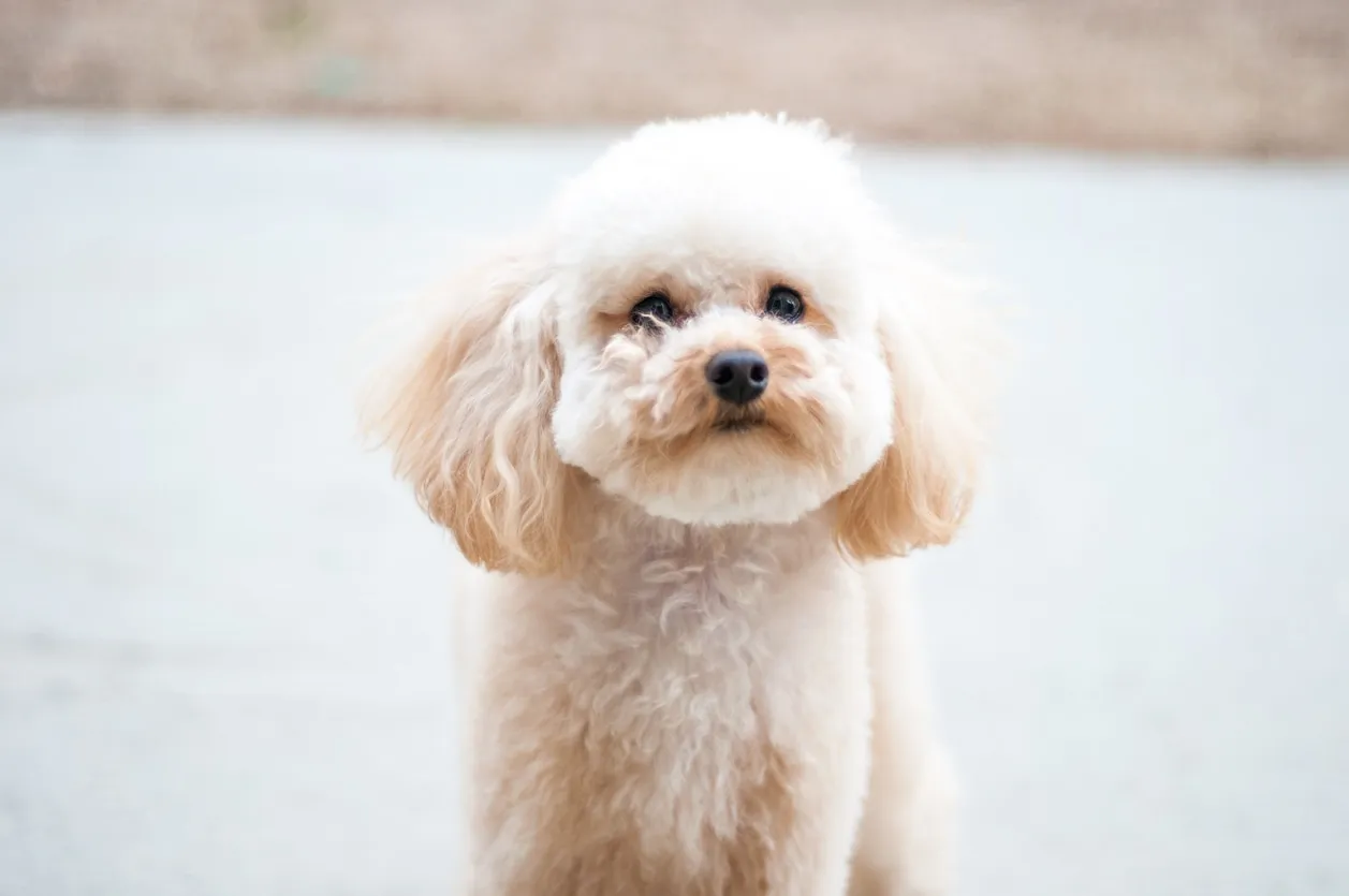 A small, fluffy white Toy Poodle looking intently at the camera, showcasing its distinctive curly coat.