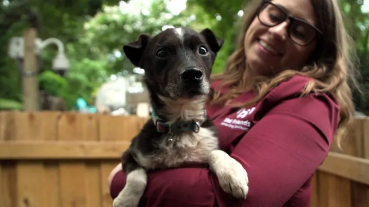 A small, happy senior dog being gently held at Old Friends Senior Dog Rescue Sanctuary