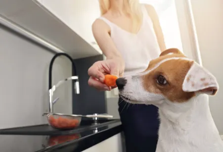 A small Jack Russell dog sniffs a chopped carrot held by a person, with more chopped carrots on a kitchen counter in the background, illustrating a healthy dog snack