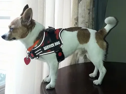 A small, long-bodied, short-legged white and tan Jack Chi wearing a red and black Service Dog vest standing on a wooden table looking out a window inside of a house, showcasing its attentive nature