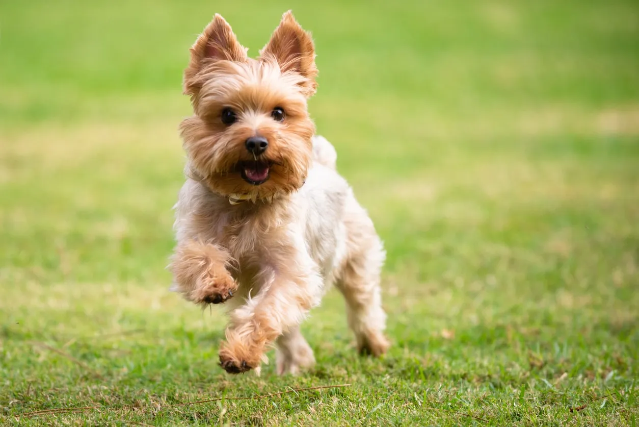 A small, playful Yorkie dog with silky fur running through lush green grass.
