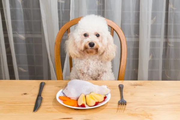 A small poodle, a diabetic dog, sits attentively at a table with a bowl of plain cooked chicken and steamed vegetables, representing safe human food options for dogs with diabetes.