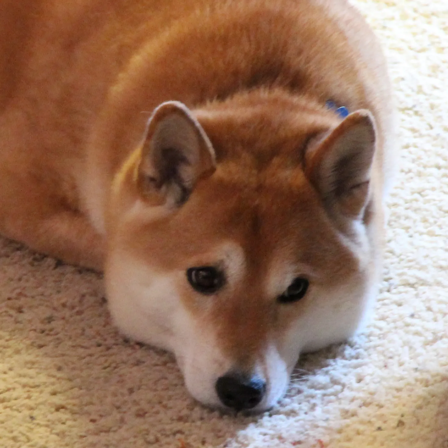 A small puppy named Kenichi looking fearful, embodying the brave little puppy story