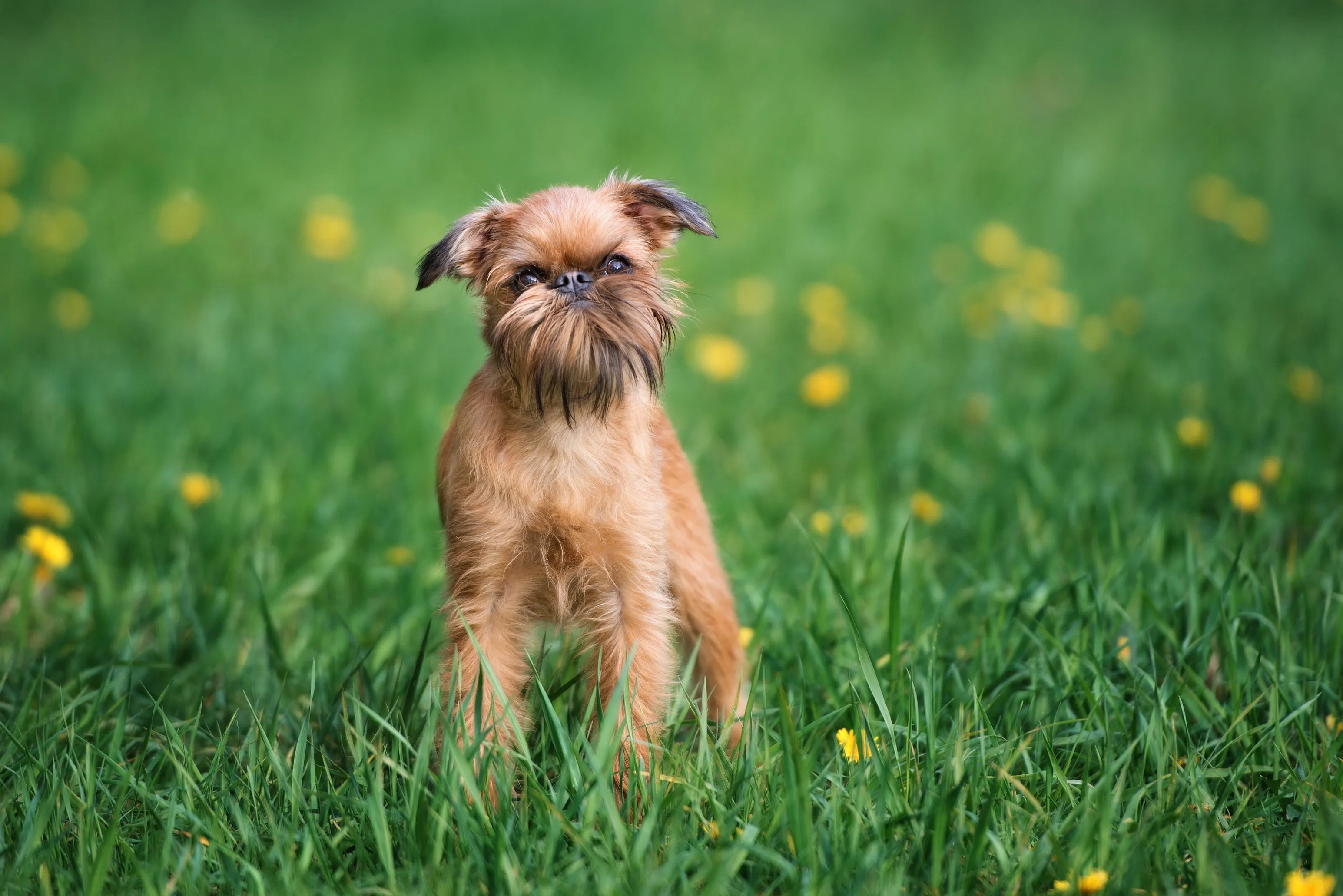 A small, reddish-brown Brussels Griffon with a tilted head and expressive eyes stands in green grass.