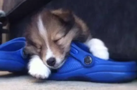 A small sable Sheltie puppy, Billy, comfortably sleeping inside a human's shoe