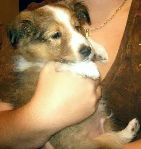 A small sable Sheltie puppy, Copper, looking up with a sweet, demanding expression