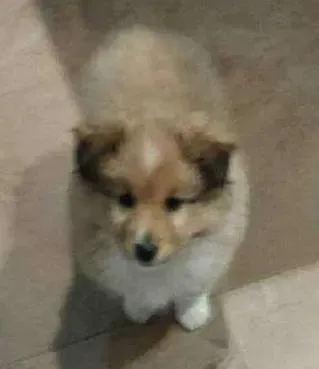 A small sable Sheltie puppy, Milo, looking determined and strong, despite his size