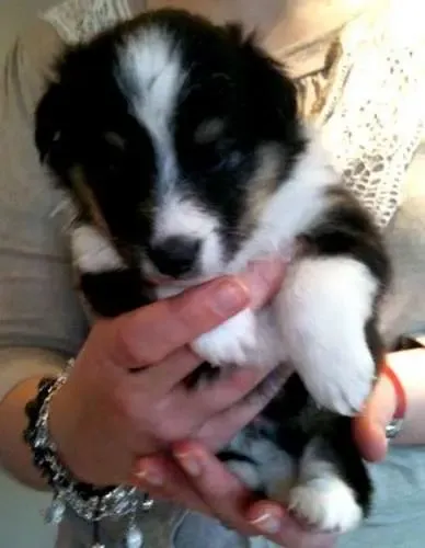 A small sable Sheltie puppy, Razzle, fitting comfortably in the palm of a hand