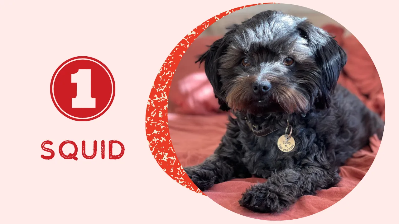 A small, scruffy dog with matted fur and long nails, looking neglected but hopeful, representing Squid's initial state.