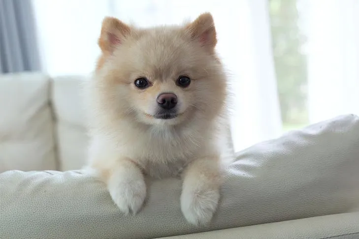 A small, spitz-type dog with attentive ears rests comfortably on a soft couch.