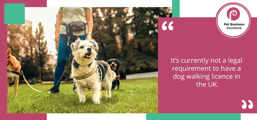 A small terrier and two other dogs enjoying an off-lead walk in a green park space, illustrating common dog walking scenarios in the UK.