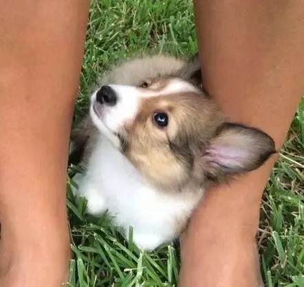 A small tri-color Sheltie puppy hunkering under her human's arm for comfort on her first day home