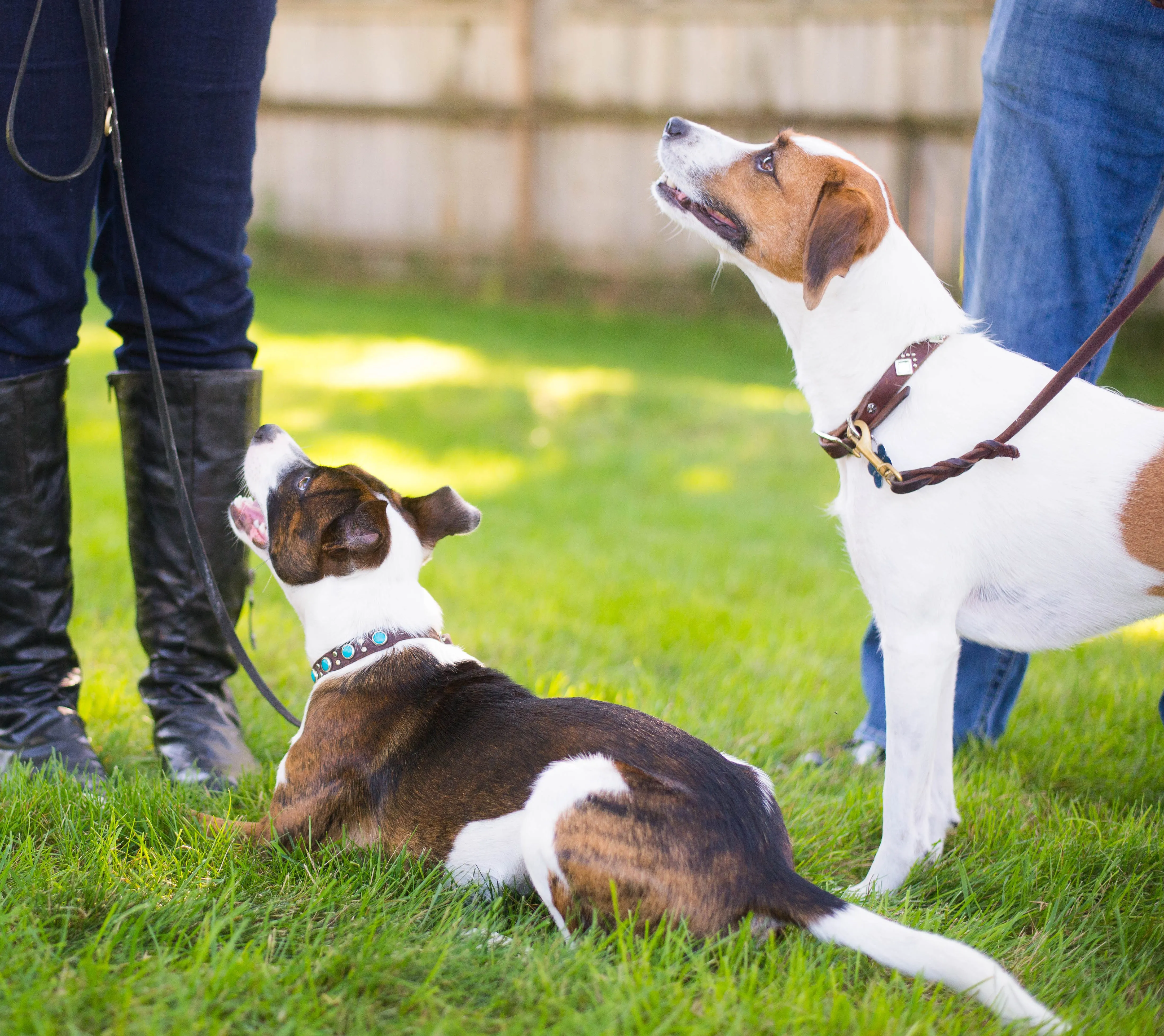 A small white dog is sniffing the behind of a larger black and brown dog in a grassy outdoor setting.