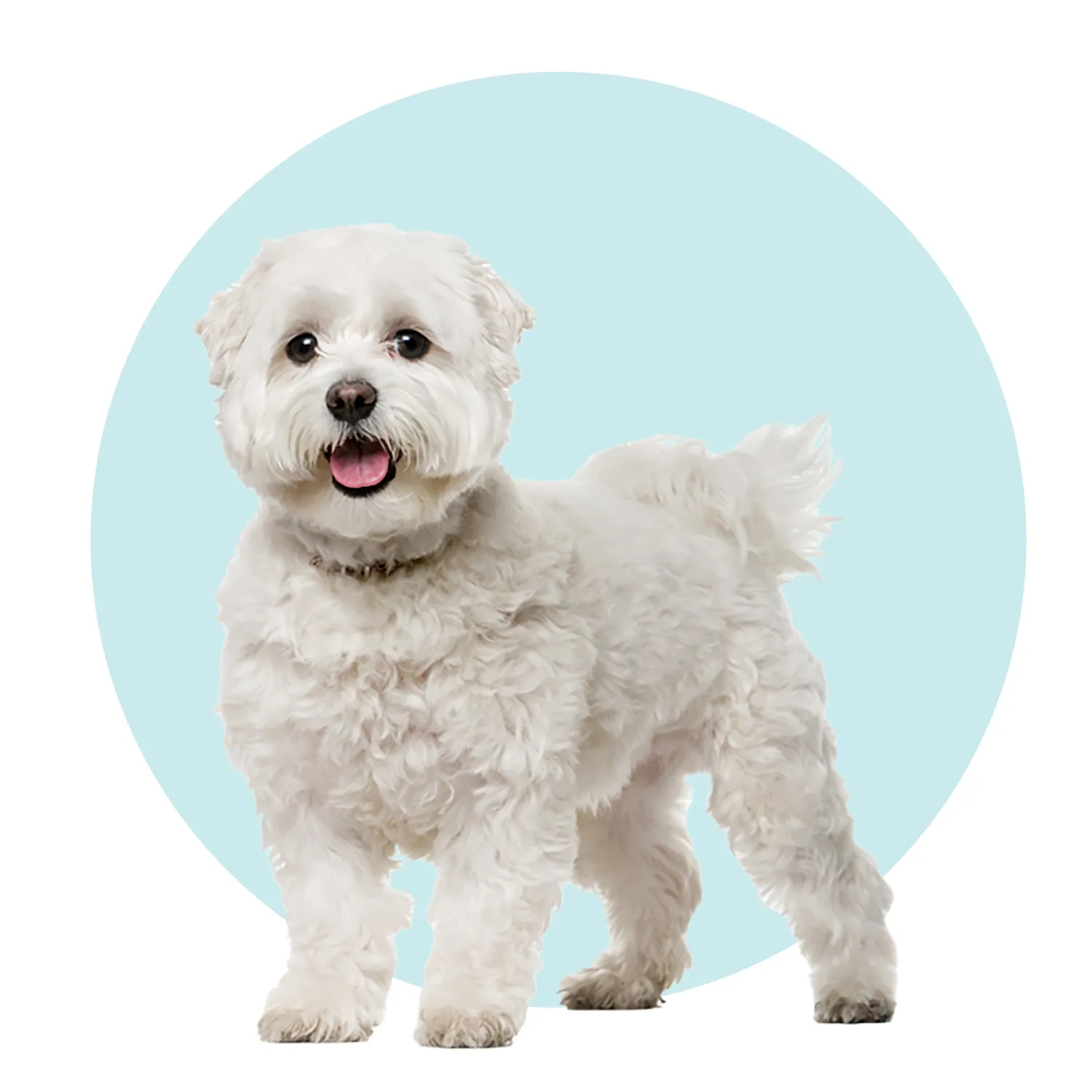 A small, white Maltese dog with long, silky fur is playfully sitting on a light-colored wooden floor. Its dark eyes and nose stand out against its bright coat, and it looks towards the viewer with an inquisitive expression.