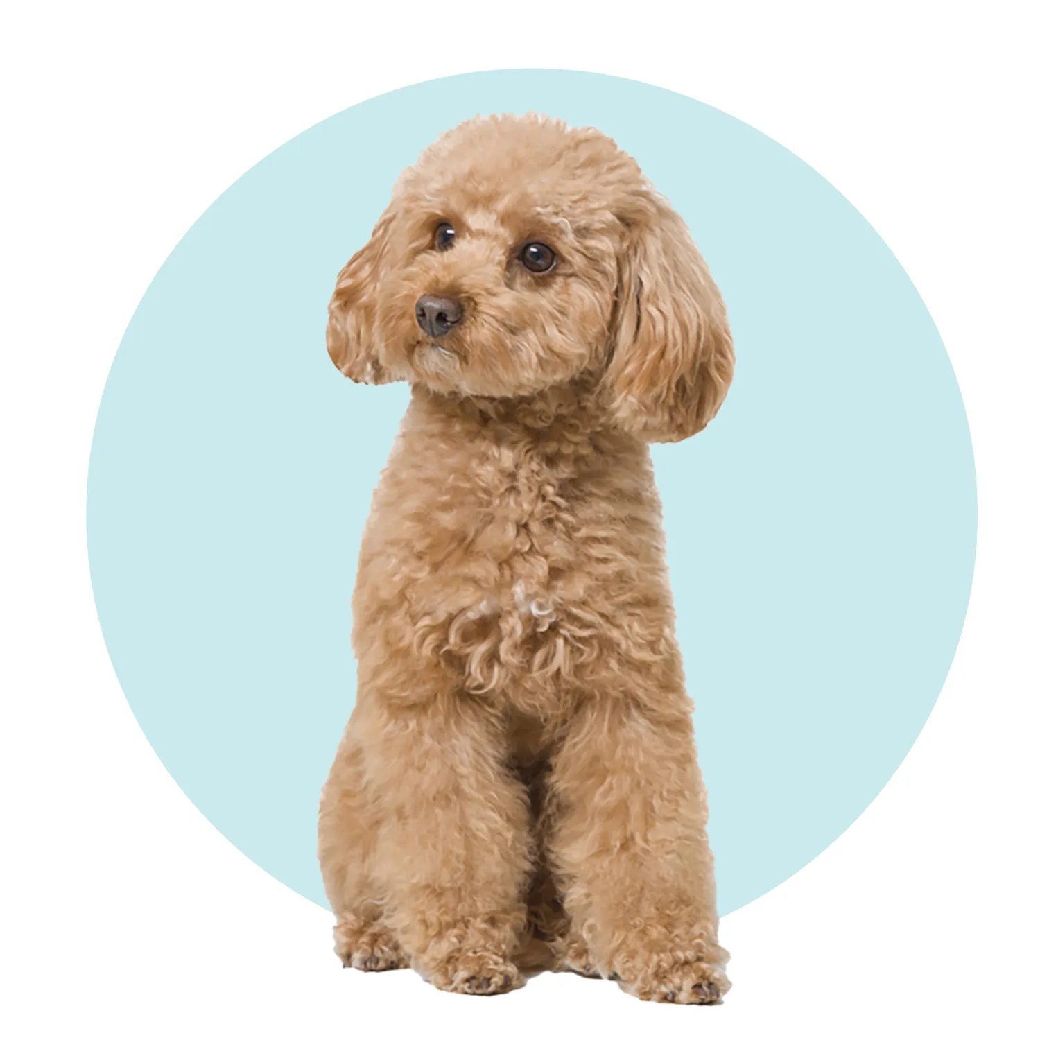 A small white Toy Poodle dog sits gracefully on a polished wooden floor, looking towards the viewer with bright, intelligent eyes.