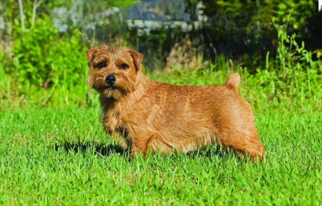 A small, wiry-haired Norfolk Terrier with a reddish coat, looking charming and alert.