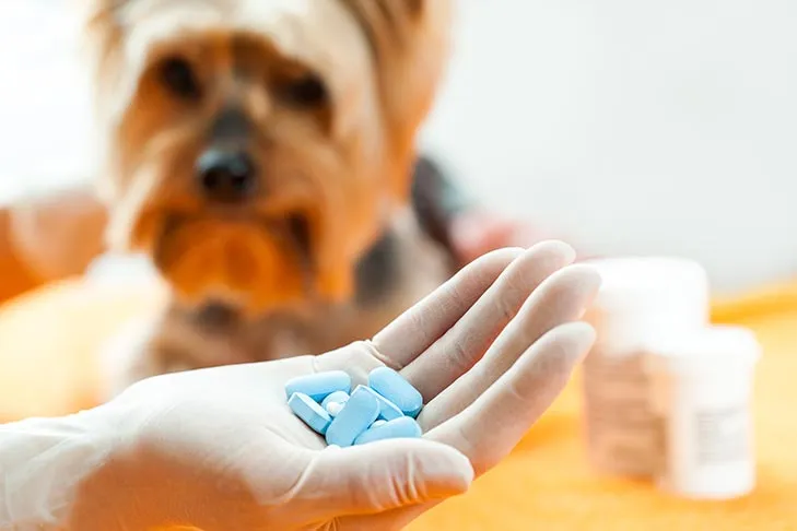 A small Yorkshire Terrier dog looking at a pill, highlighting the risk of dogs encountering human medications.