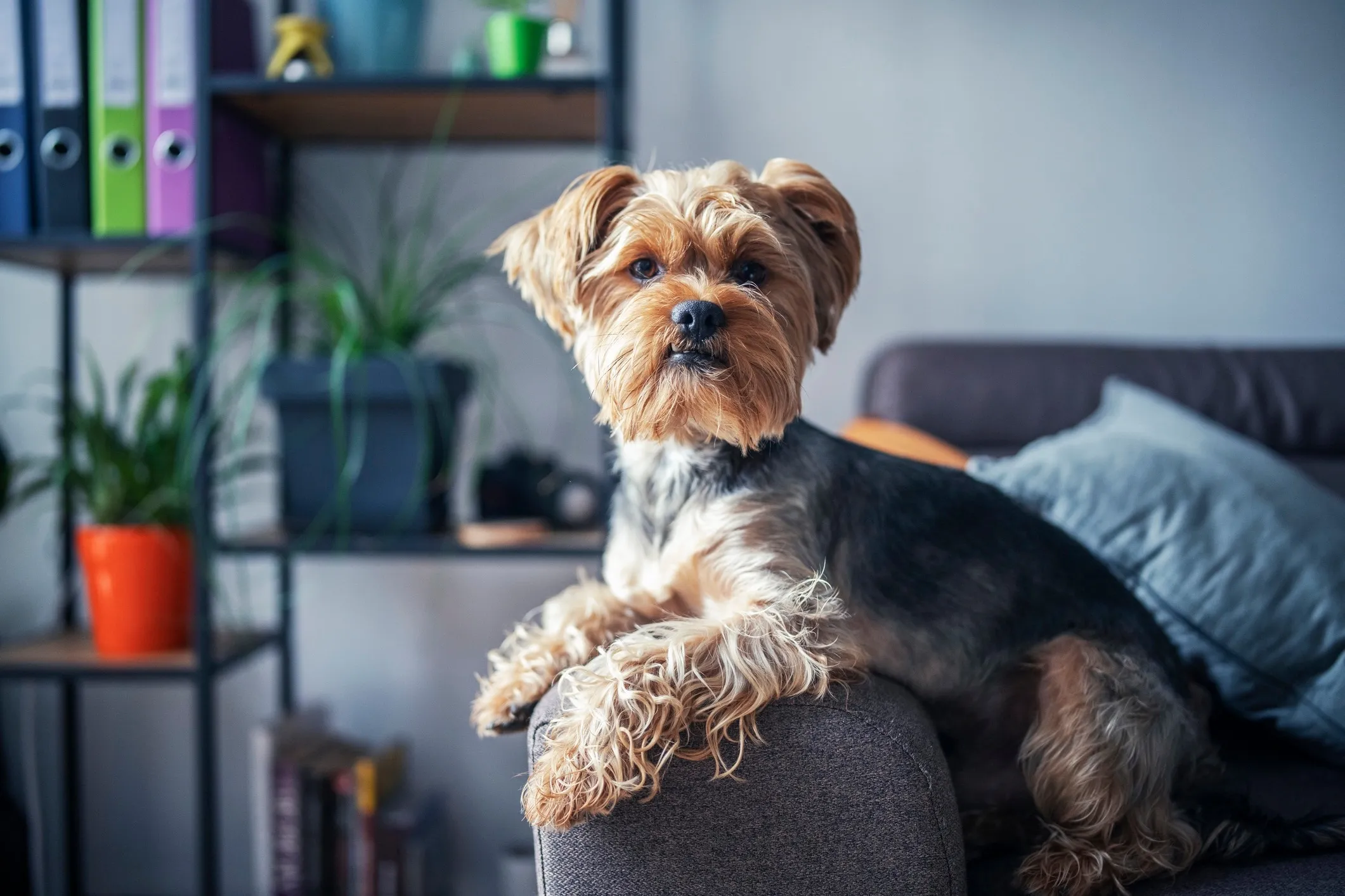 A small Yorkshire Terrier with characteristic blue and tan coloring, lounging on an armchair.