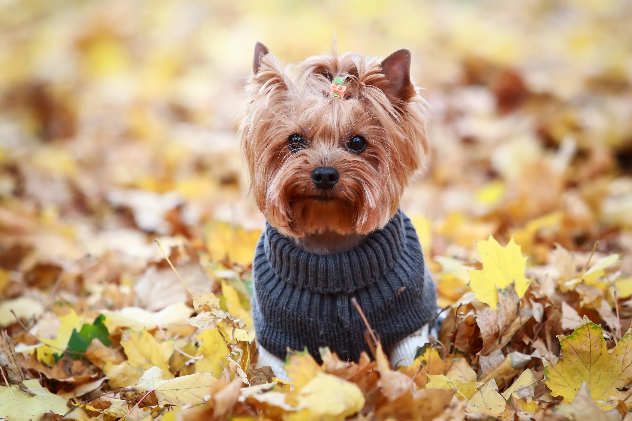 A small Yorkshire Terrier with silky, flowing fur and a confident expression.