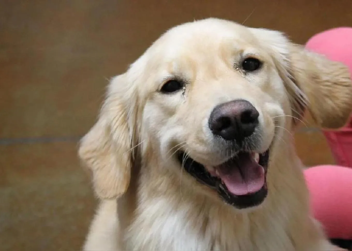 A smiling labrador dog