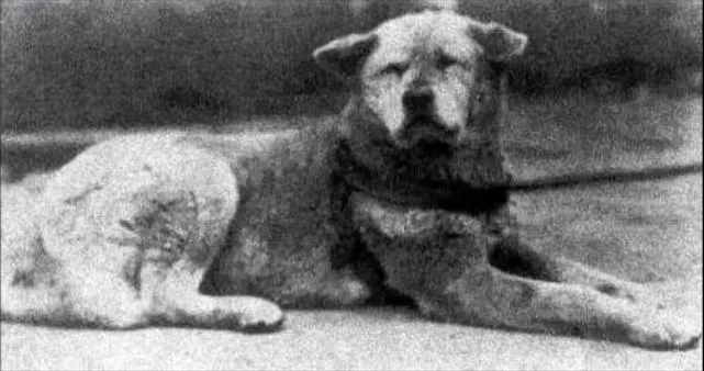 A solemn Akita dog resembling Hachiko, waiting patiently, embodying the tale of hachi's devotion