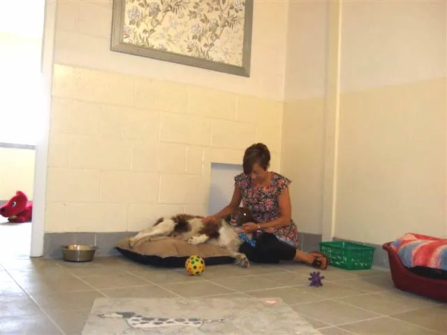 A spacious and inviting luxury dog boarding suite at The Grove