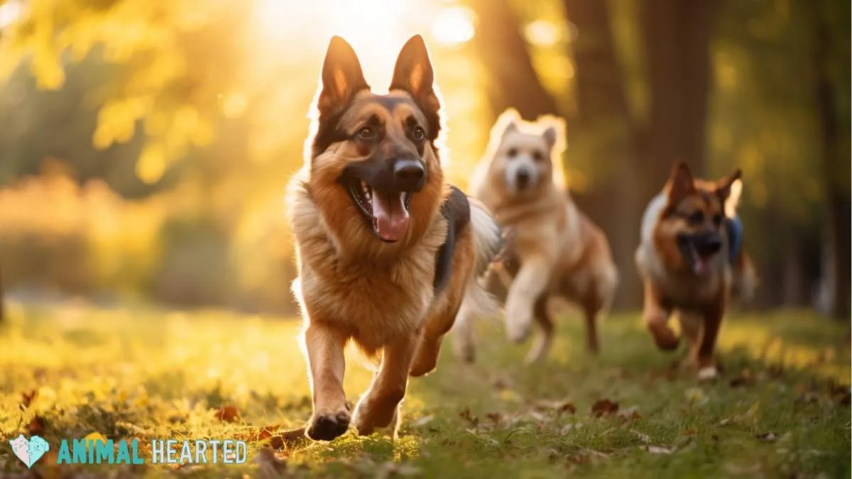 A spirited German Shepherd running happily alongside other dogs in a grassy field, illustrating harmonious multi-dog interaction and play.