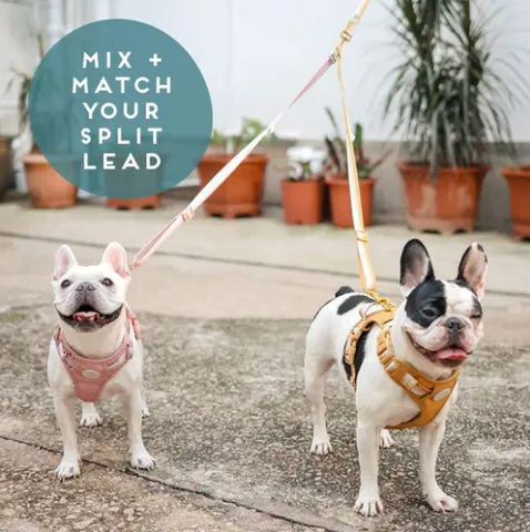 A split lead for walking multiple dogs more easily.