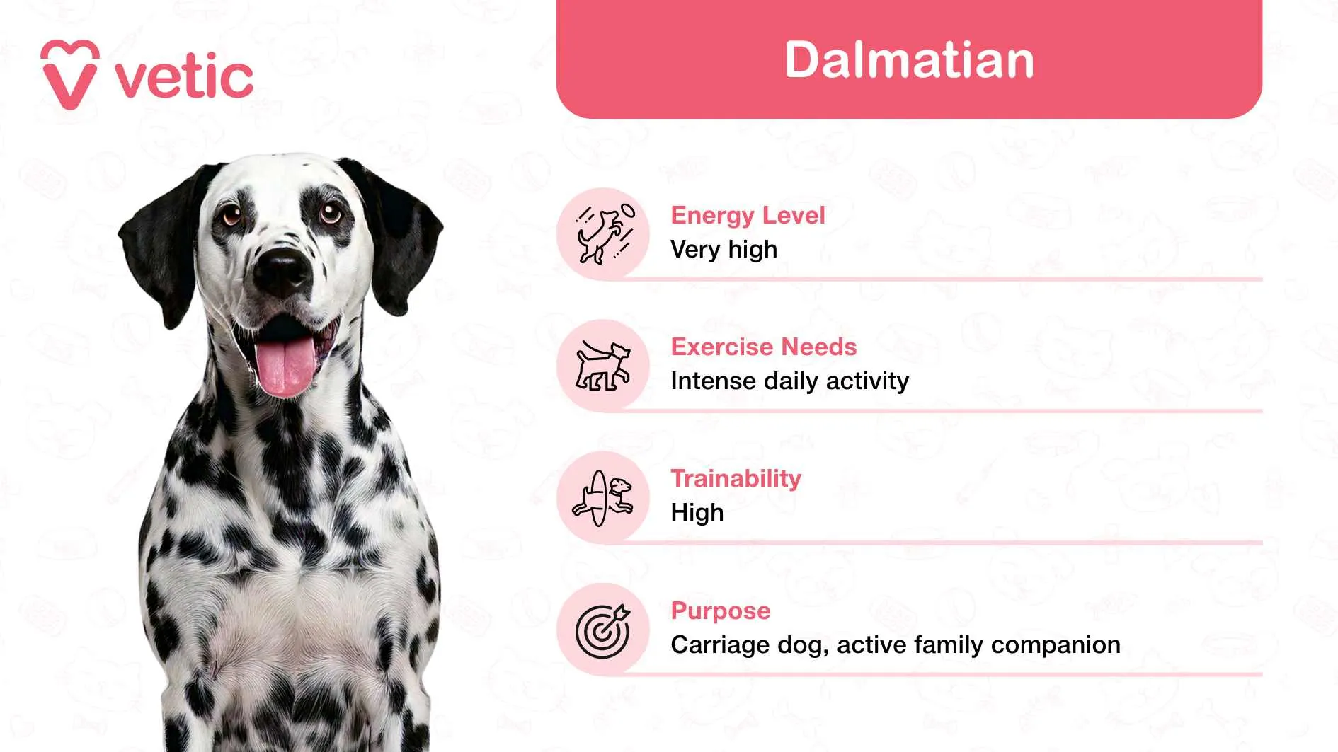 A spotted Dalmatian, embodying an outgoing and playful character, suitable as a friendly dog breed for active Indian families.