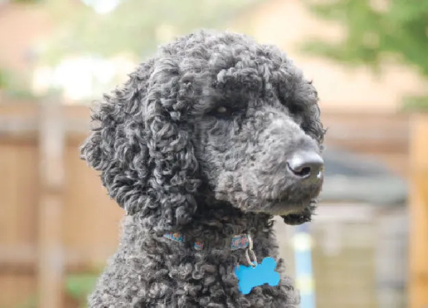 A Standard Poodle looking content and healthy, exemplifying a well-cared-for dog, often associated with breed-specific health guides