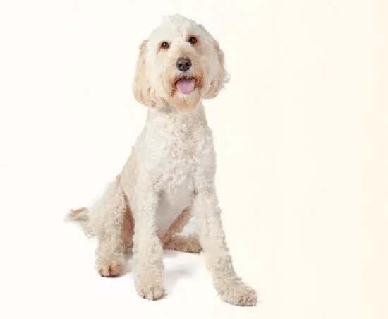 A Standard Poodle sitting attentively, demonstrating its calm and intelligent demeanor, often seen in pet dental care advertisements