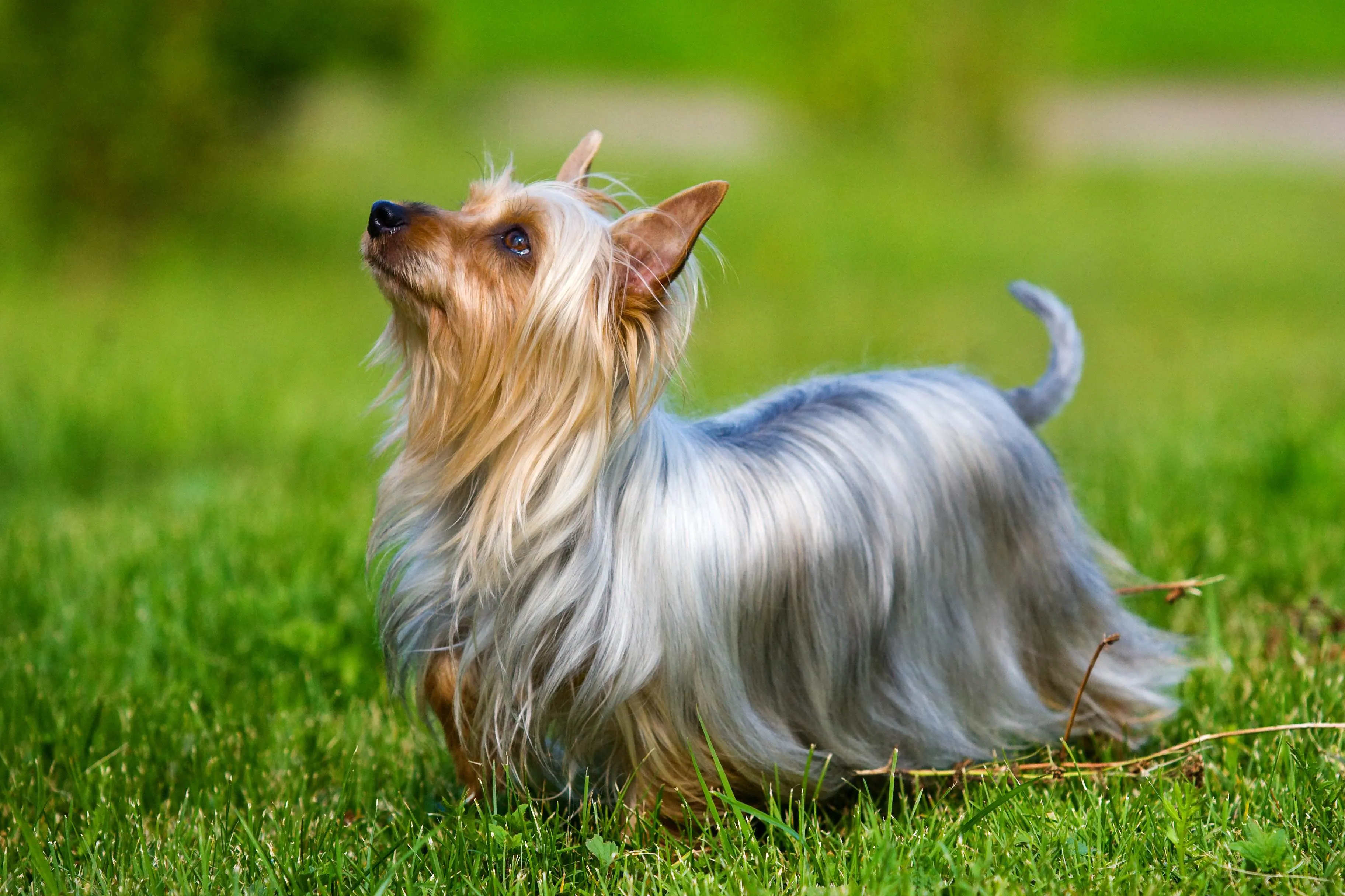 A striking gray and tan Silky Terrier with long, flowing hair looks up attentively.