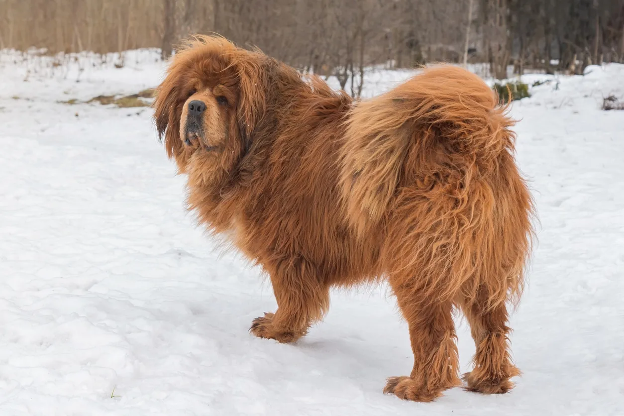 A striking red Tibetan Mastiff stands regally in the snow, its thick fur blowing in the wind, emphasizing its imposing size and dense coat.