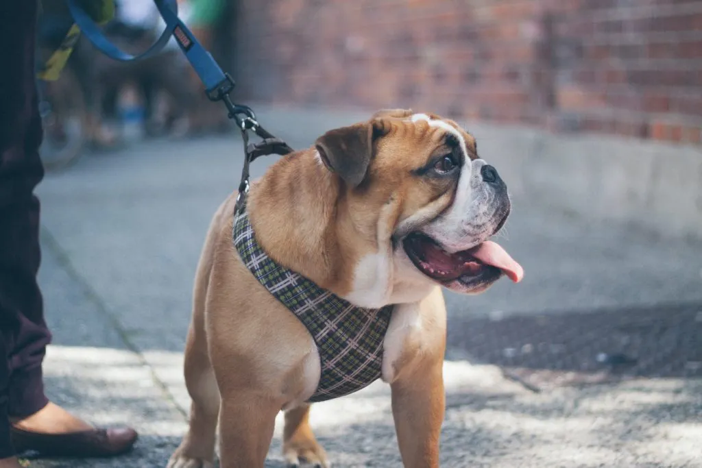 A strong bulldog pulling hard on its leash, demonstrating the struggle many dog owners face during walks and the need for loose leash training.