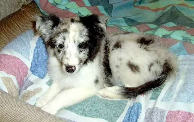 A stunning blue merle Sheltie puppy, Daisy, with unique markings, sitting calmly