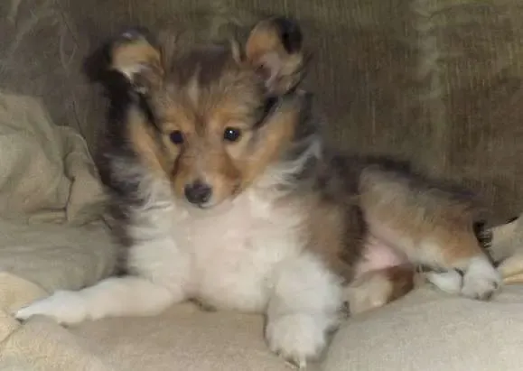 A stunning blue merle Sheltie puppy, Misty Moon, with a name as enchanting as her appearance