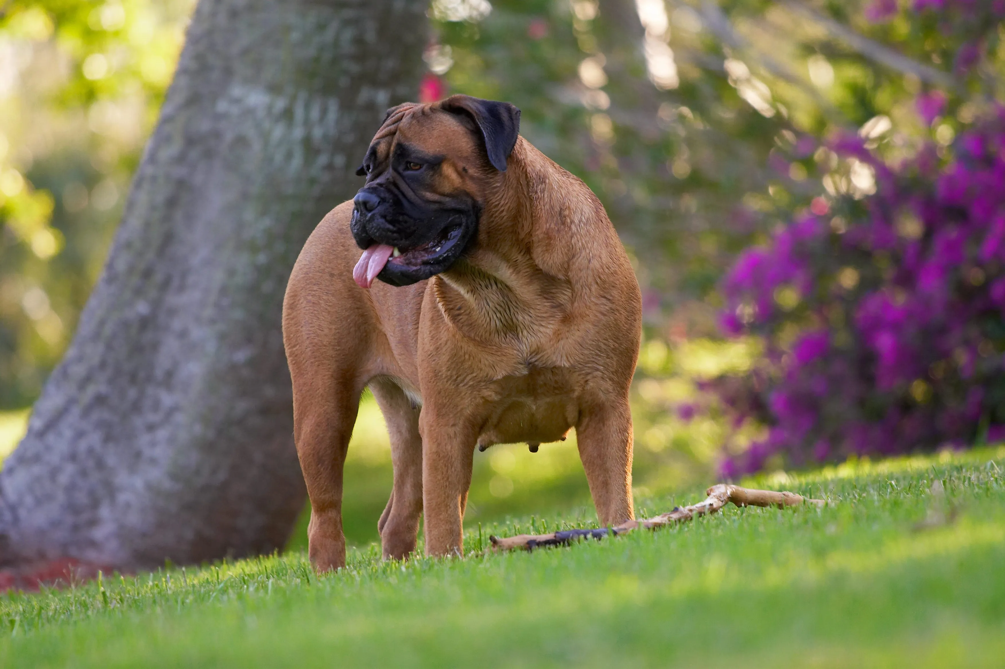 A sturdy Bullmastiff dog stands confidently outdoors, showcasing its powerful physique and watchful gaze.