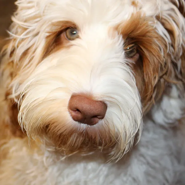 A sweet Labradoodle named Gracie posing for a photo.