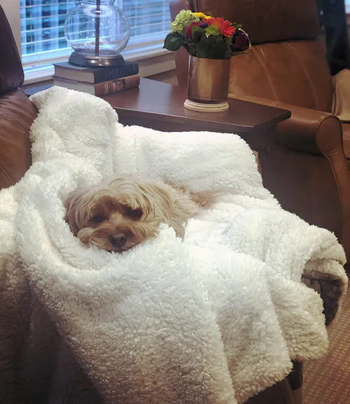 A sweet Labradoodle named Moon relaxing comfortably in a blanket.