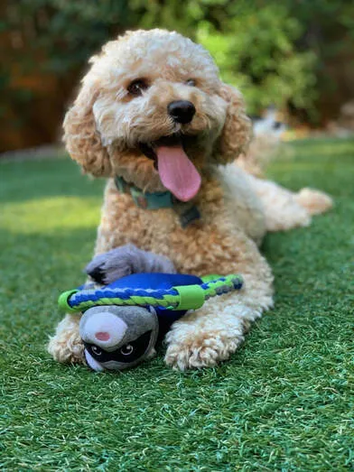 A sweet Labradoodle named Sydney looking happy and good-natured.