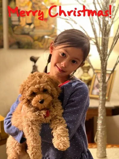 A sweet Labradoodle puppy named Pumpkin wearing a festive Christmas bandana.