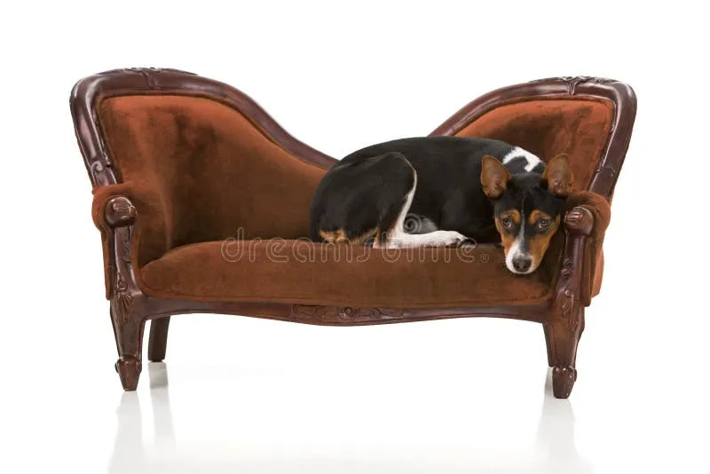 A sweet Rat Terrier puppy lounges comfortably on a plush brown velvet couch, looking relaxed and content.